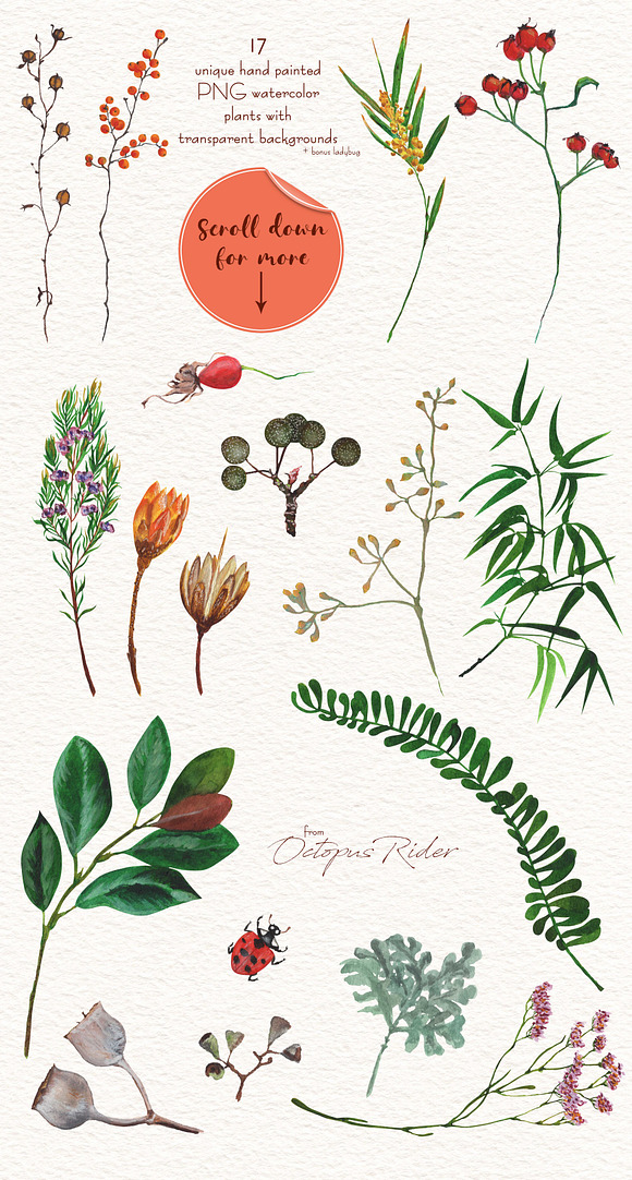 Natural watercolor plants in Illustrations - product preview 1