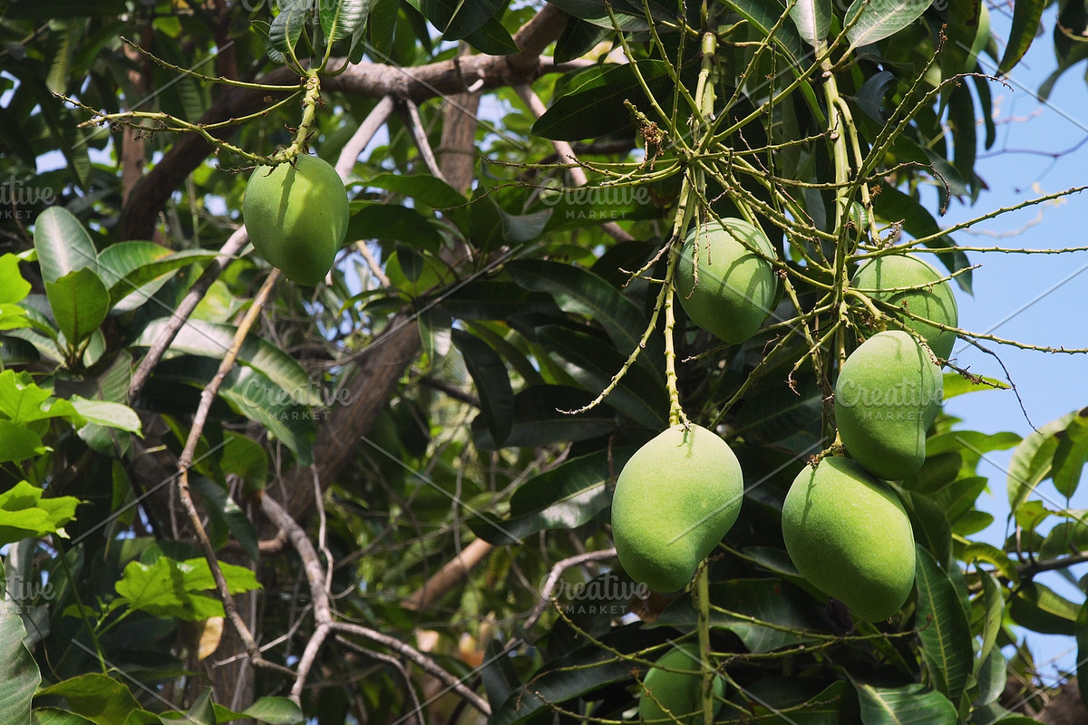 Mangoes on mango tree. in Graphics - product preview 8