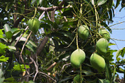 Mangoes on mango tree.
