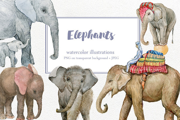 Elephants. watercolor illustrations