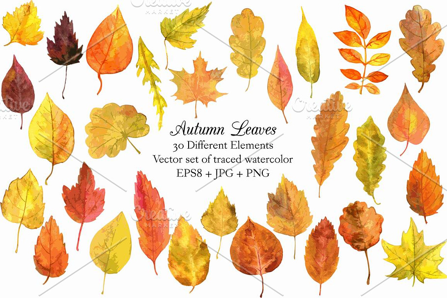 Set of Colorful Watercolor Leaves in Illustrations - product preview 8