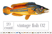 Vintage Illustrations: Fish 02