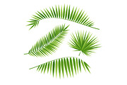 Realistic 3d Green Palm Leaf Set. 