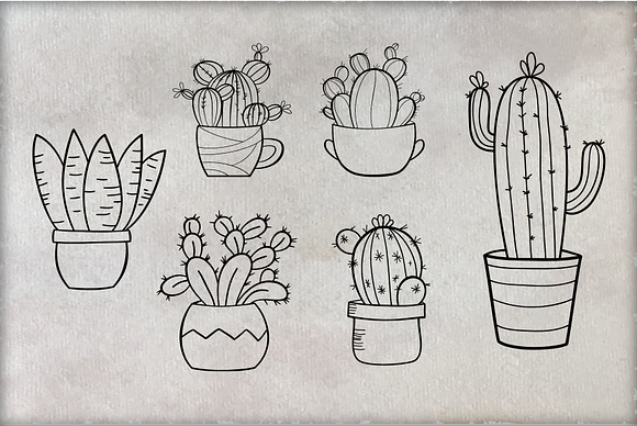 Cacti  in Illustrations - product preview 2