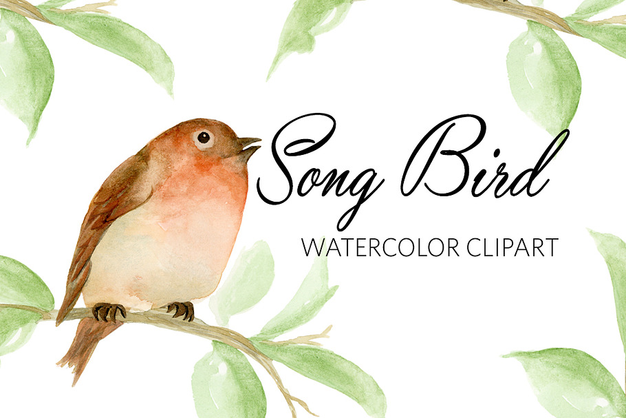 Watercolor Song BIrd Clipart