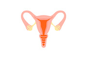 Female reproductive system. Healthy womb.