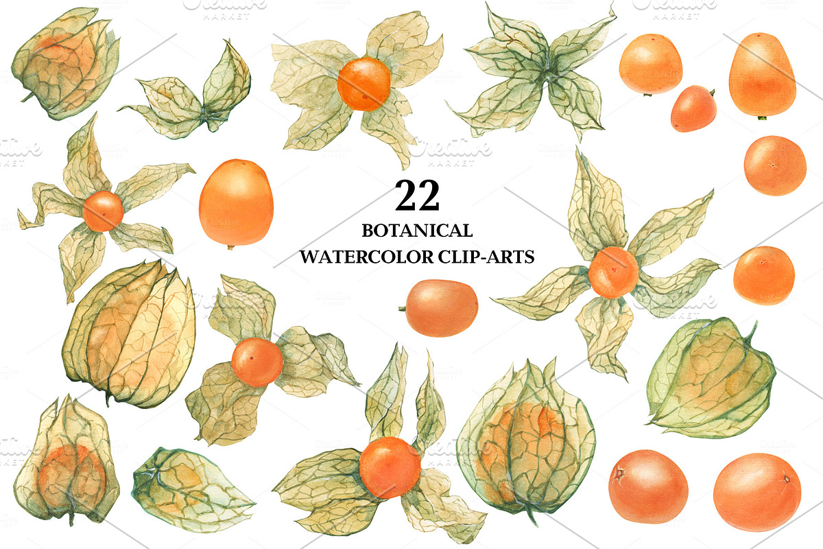 Physalis. Botanical Watercolor in Illustrations - product preview 8