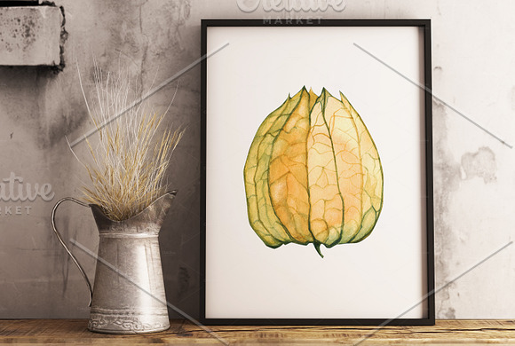 Physalis. Botanical Watercolor in Illustrations - product preview 3
