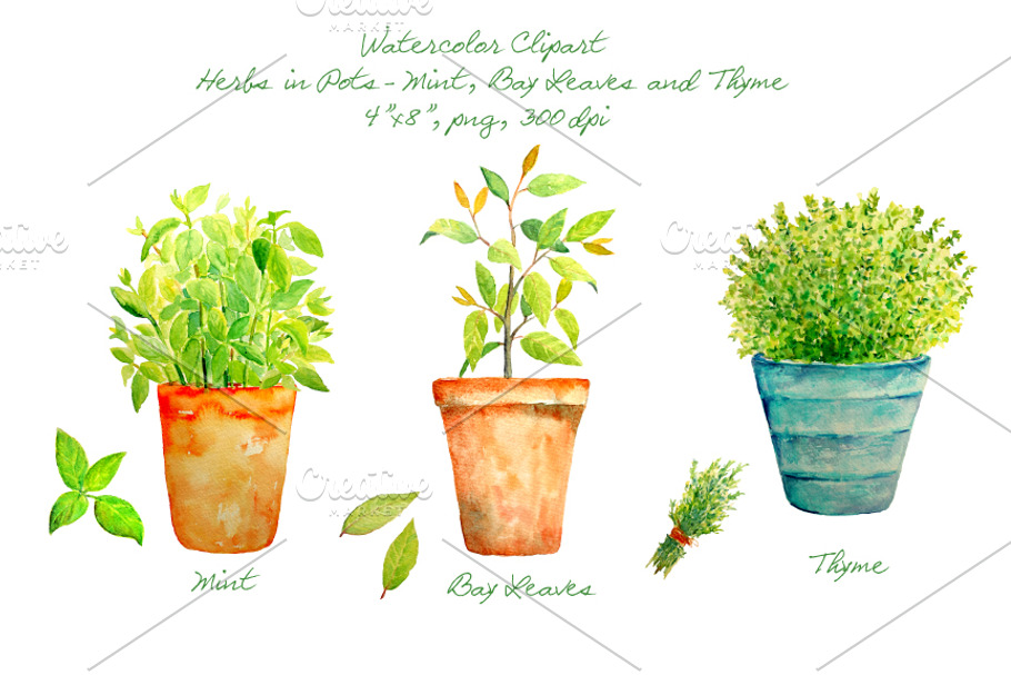 Watercolor Herbs in Pots