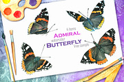 Butterfly "Admiral"