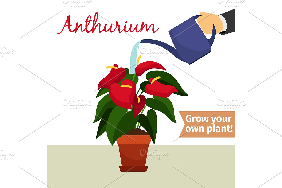 Hand watering anthurium plant in Illustrations - product preview 8
