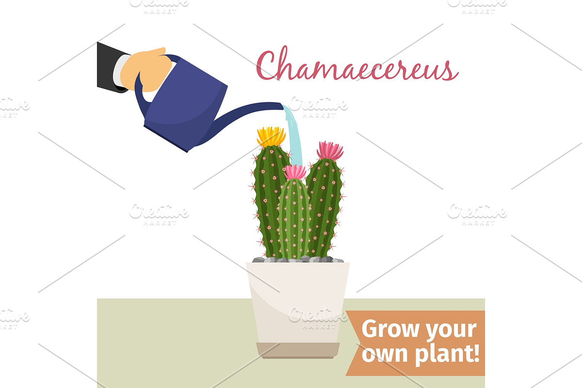 Hand watering chamaecereus plant in Illustrations - product preview 8