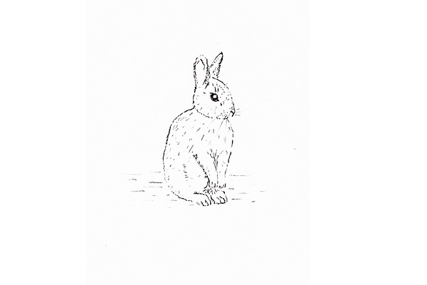Wild Rabbit Illustration JPG