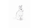 Wild Rabbit Illustration JPG