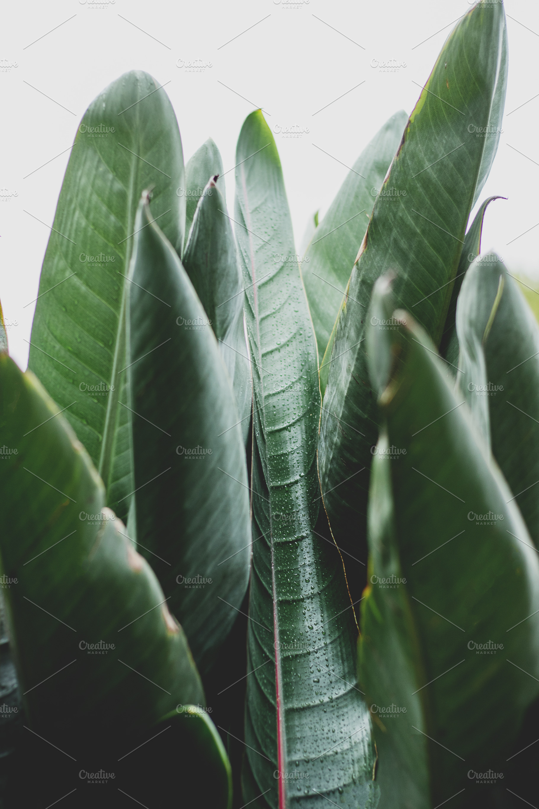 Tropical Leaves | High-Quality Nature Stock Photos ~ Creative Market