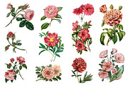 Vintage Flower Illustrations - Vol 1