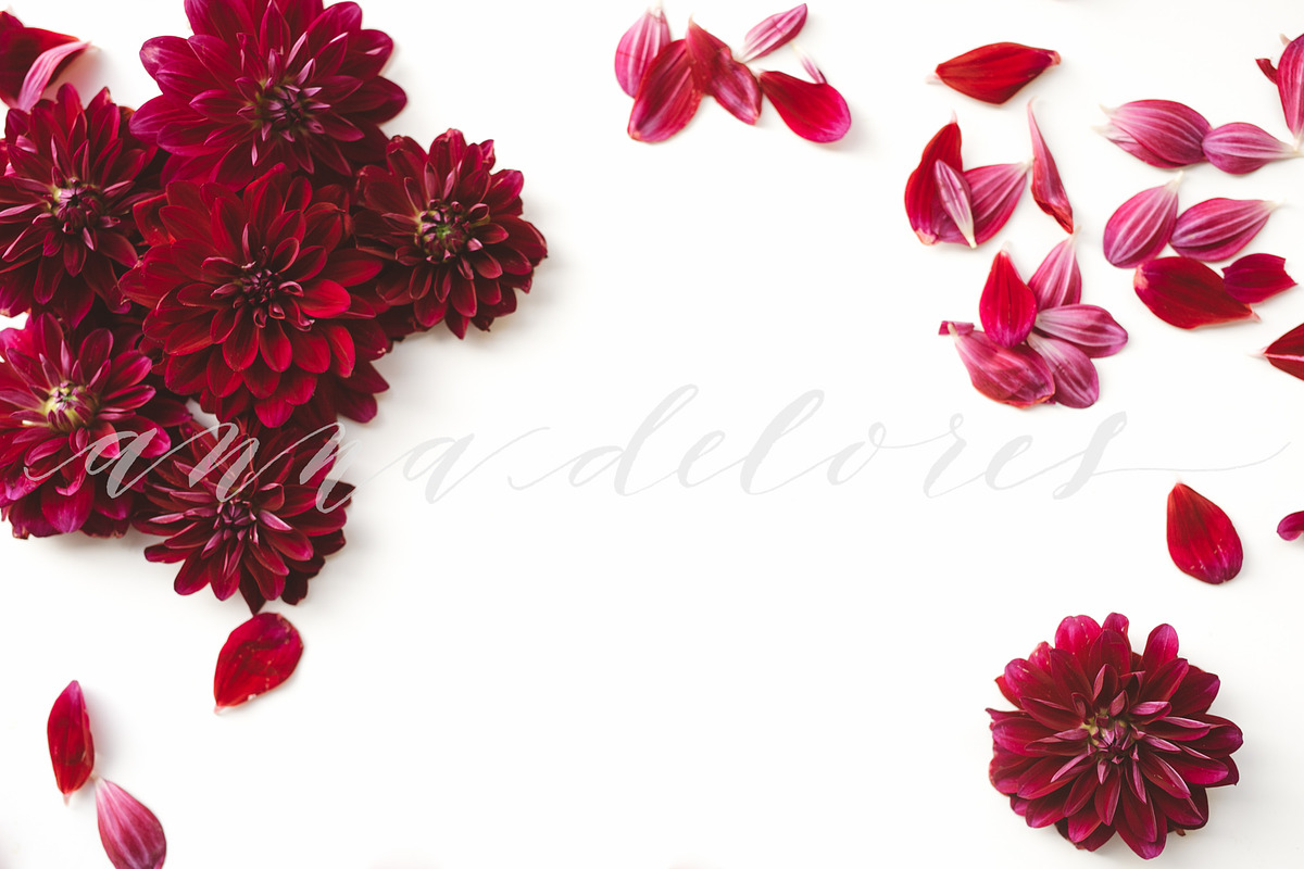 Flower Stock Photo, Dark Red Dahlias in Product Mockups - product preview 8