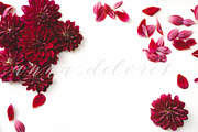Flower Stock Photo, Dark Red Dahlias