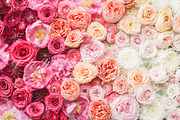 Styled Stock Photo, Ombre Flowers