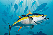 Yellowfin tuna swimming in the depth