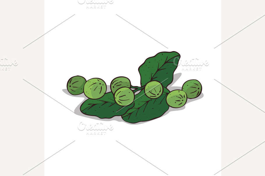 Isolated clipart Tamanu in Illustrations - product preview 8