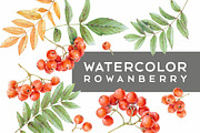 Watercolor rowanberry