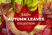 Autumn Leaves Bundle - Cut Out