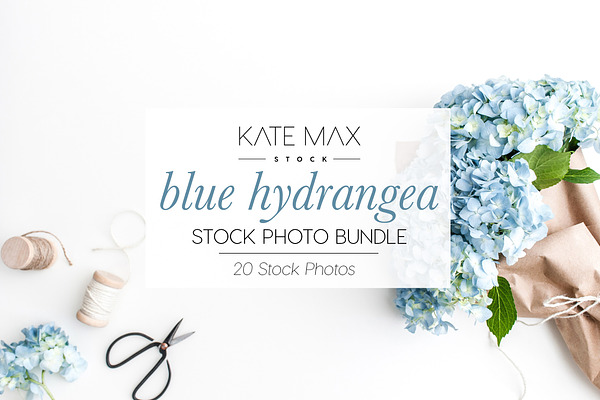 Blue Hydrangea Stock Photo Bundle 