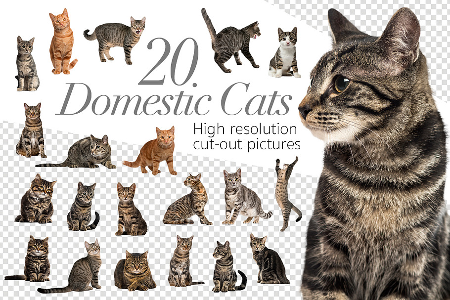 20 Domestic Cats - Cut-out Pictures
