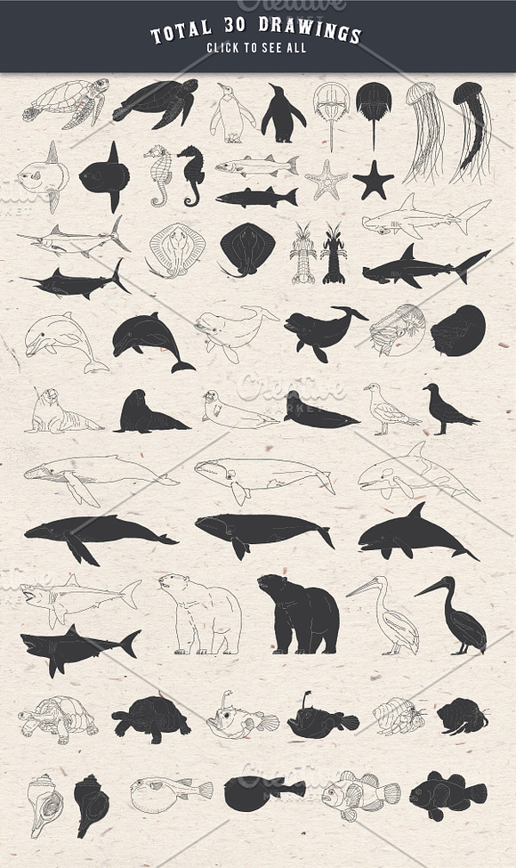 30 Hand Drawn Marine Life Vector Set in Illustrations - product preview 1