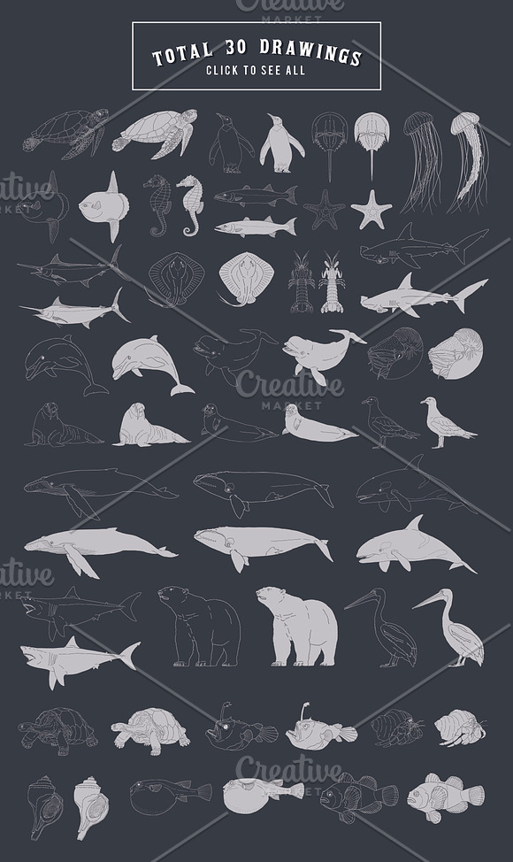 30 Hand Drawn Marine Life Vector Set in Illustrations - product preview 2