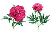 Watercolour illustrations of peonies