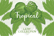 Tropical  Leaf Collection
