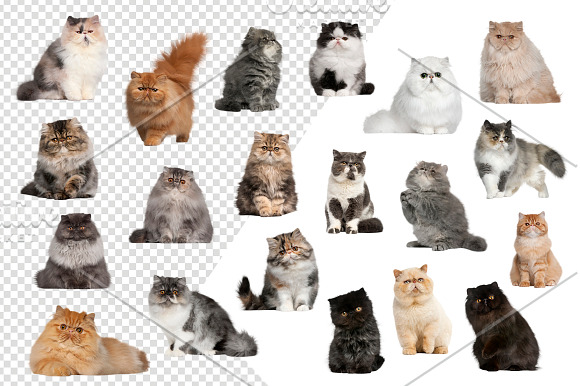 20 Persian Cats - Cut-out Pictures in Objects - product preview 1