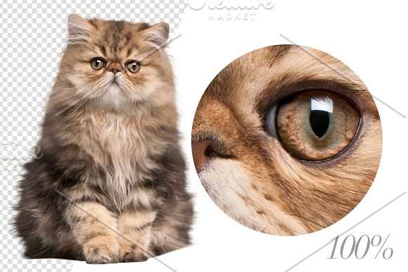 20 Persian Cats - Cut-out Pictures in Objects - product preview 2