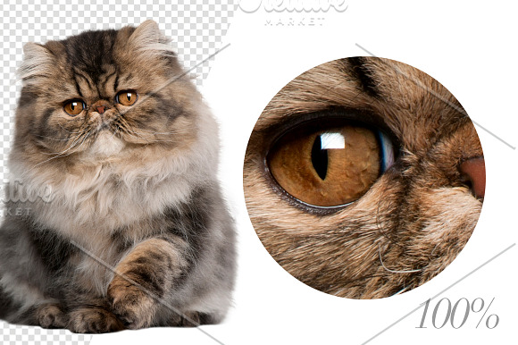 20 Persian Cats - Cut-out Pictures in Objects - product preview 3