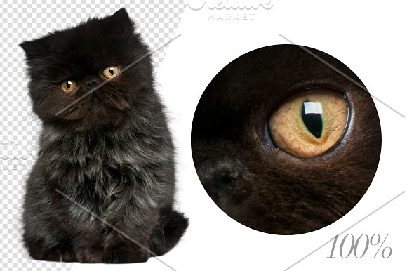 20 Persian Cats - Cut-out Pictures in Objects - product preview 5
