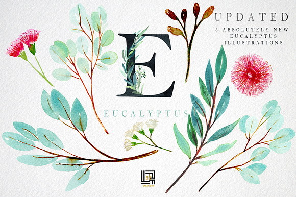 Eucalyptus. Watercolor clipart. in Illustrations - product preview 7