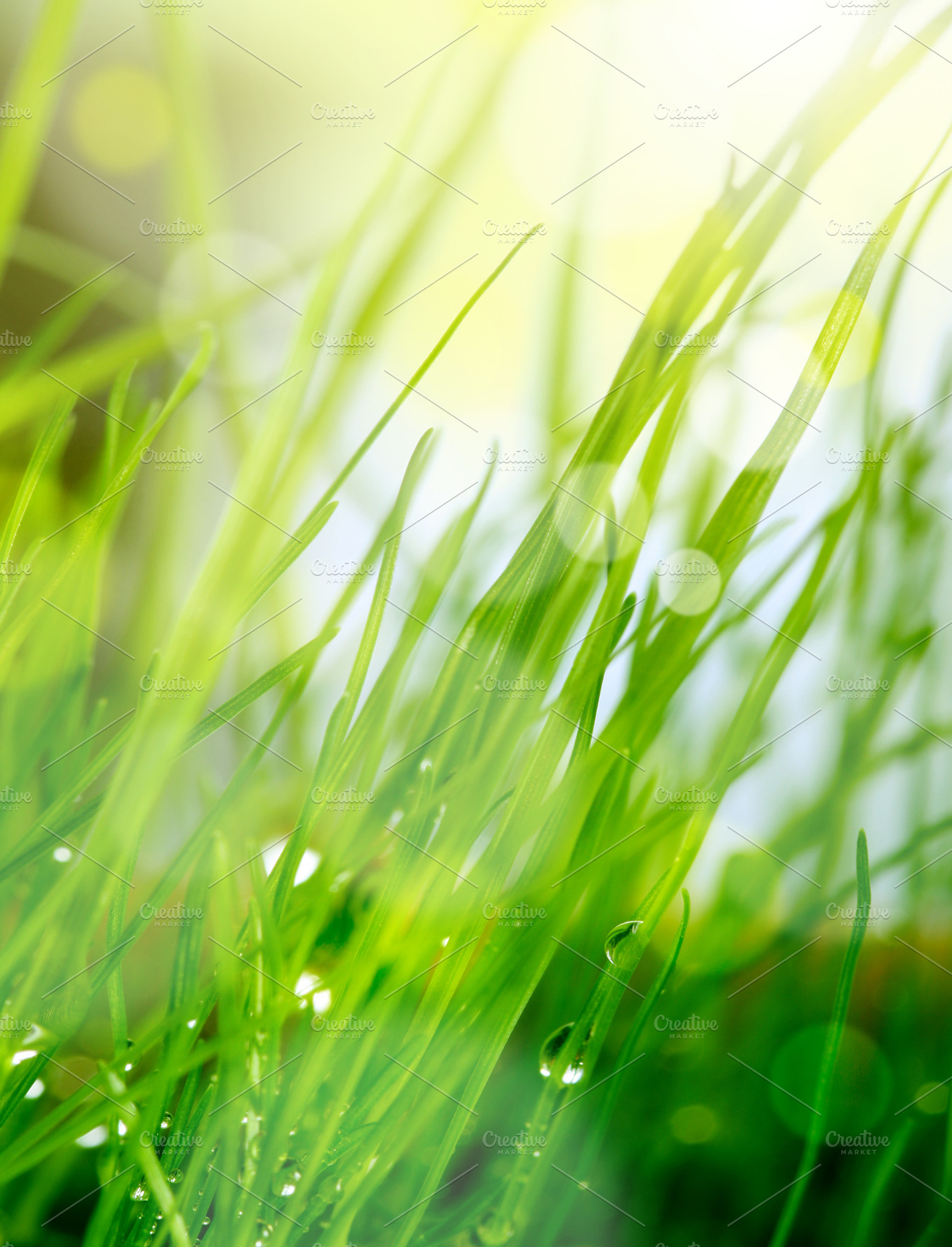 soft blur green grass background | High-Quality Nature Stock Photos