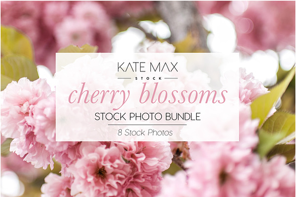 Cherry Blossoms Stock Photo Bundle