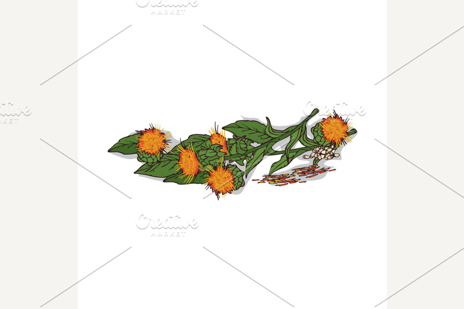 Isolated clipart Safflower in Illustrations - product preview 8