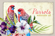 Watercolor Set Tropical Parrot