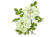 Realistic vector white rose. 3d roses