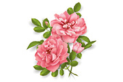 Realistic vector pink rose. 3d roses