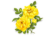 Realistic vector yellow rose. 3d roses