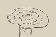 Illustration of mushroom