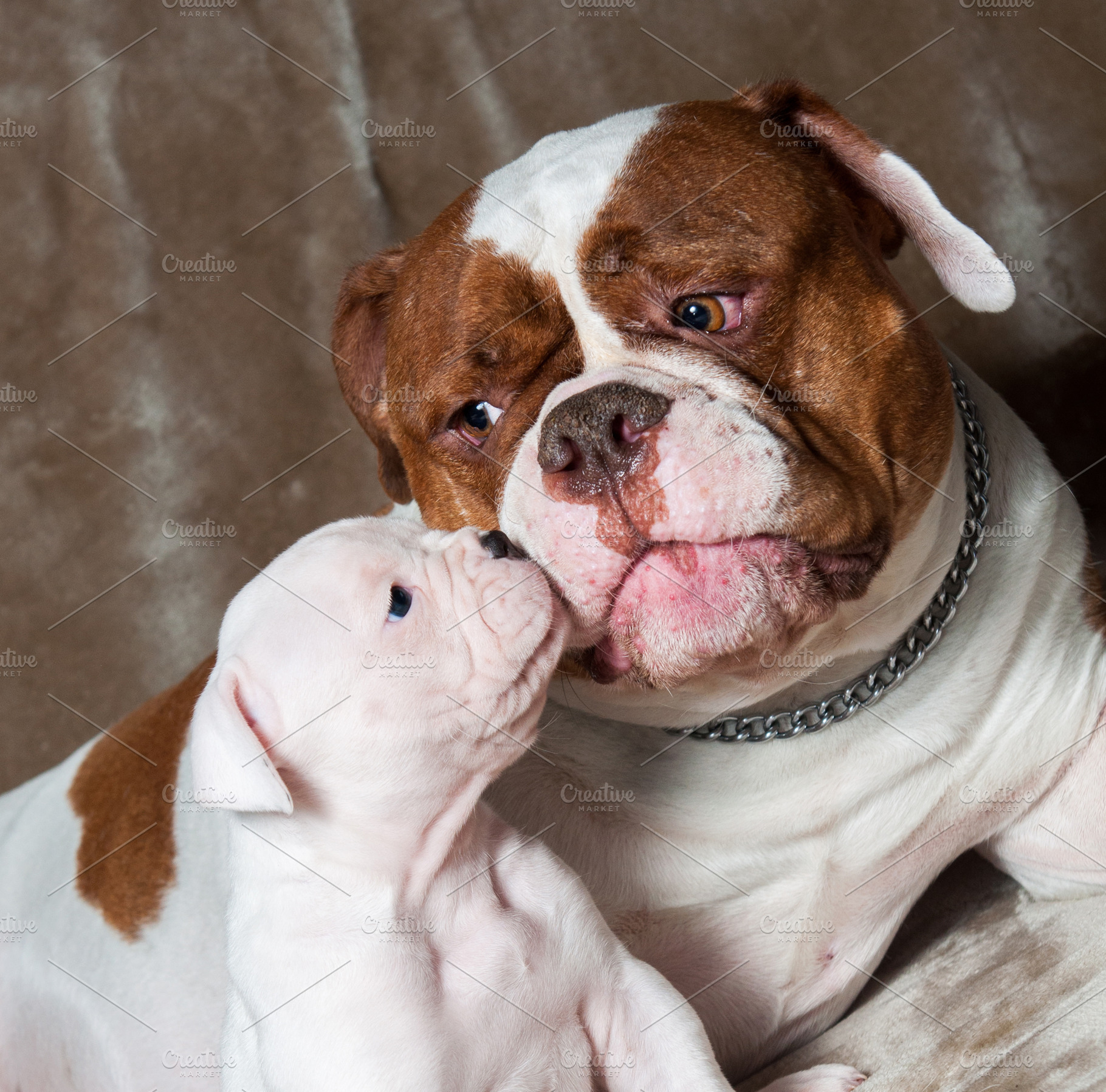 Funny American Bulldog puppy with mo HighQuality Animal