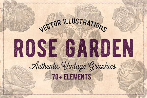 70 Vintage Rose Illustrations in Illustrations - product preview 6