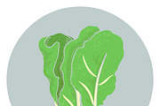 Illustration of a lettuce