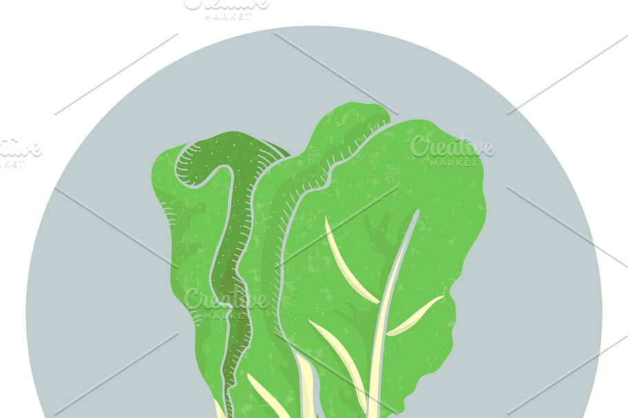Illustration of a lettuce in Illustrations - product preview 8